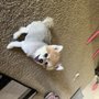 Photo of Fluffy Butt Cuts