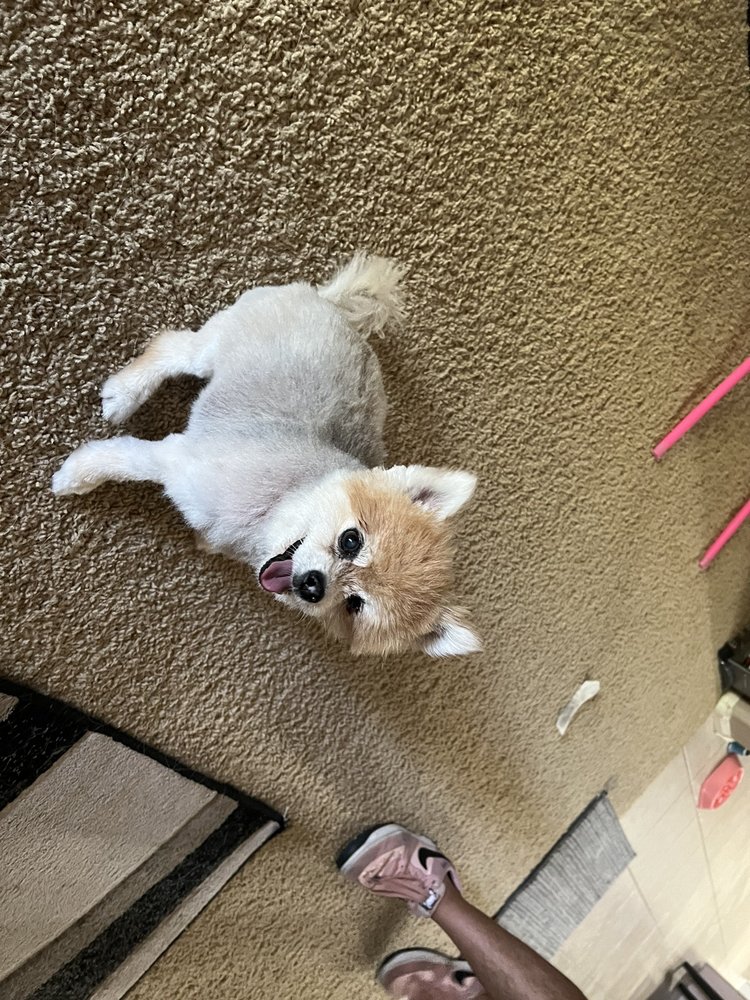 FLUFFY BUTT CUTS Updated July 2024 26 Photos & 25 Reviews Queen Creek, Arizona Pet