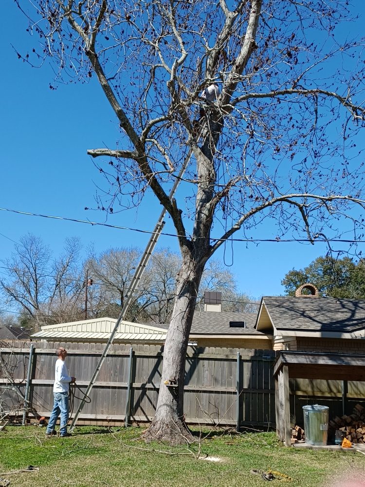 Slide of Hazelton's Clearing Service