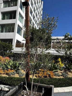 Buono's Pizzeria by null