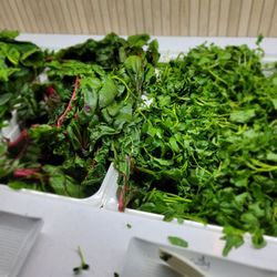Spring Shabu Shabu