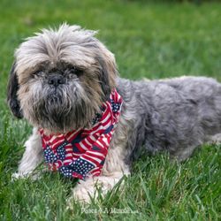Paws4Aminute - Paws4aminute pet photography