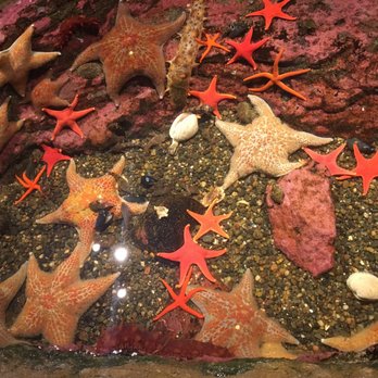 Seattle Aquarium - my fav! the star fish - Aquariums Near Me - Seattle, Washington