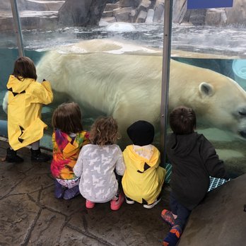 Saint Louis Zoo - Polar bear was probably our favorite. - Zoos Near Me - St Louis, Missouri