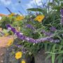Photo of QUINTA PEREIRINHA FARM | Private 3 Bedroom Vacation Home Rental
