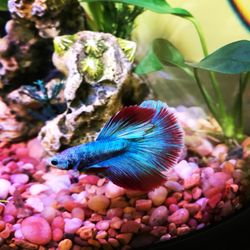 New You - Therapeutic Massage - This is Max, my office mascot.