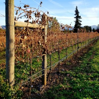 Marchesi Vineyards - Wineries Near Me - Hood River, Oregon