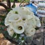 Photo of Flores Romanticas