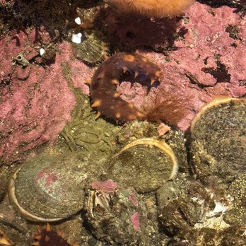 Seattle Aquarium - Aquariums Near Me - Seattle, Washington Seattle Aquarium - Aquariums Near Me - Seattle, Washington