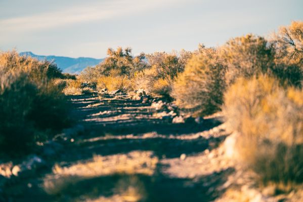 Pahranagat National Wildlife Refuge by null