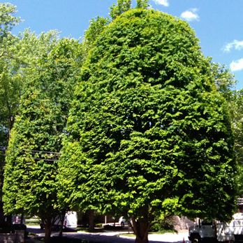 Littlefoot Tree Service - Tree Services Near Me - Toronto, Ontario Littlefoot Tree Service - Tree Services Near Me - Toronto, Ontario