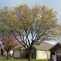 Photo of Hammond Tree Service