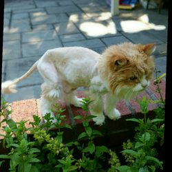 Feline Veterinary Hospital