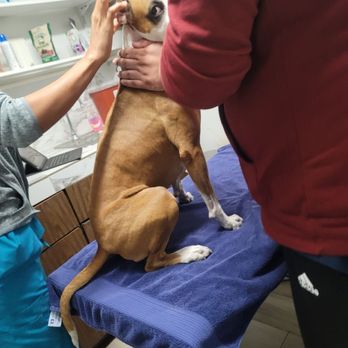 Alameda Animal Hospital - Veterinarians Near Me - Compton, California Alameda Animal Hospital - Veterinarians Near Me - Compton, California