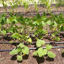 Envivva Farms