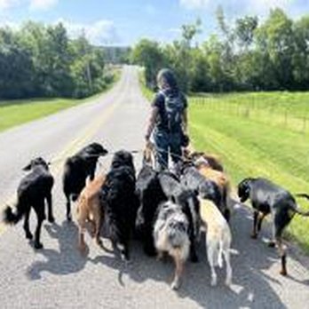 Balanced Paws K9 Training - Pet Training Near Me - Farragut, Tennessee Balanced Paws K9 Training - Pet Training Near Me - Farragut, Tennessee
