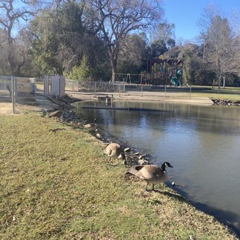 Ashford Park - Geese alongside of pond inside the park. - Venues & Event Spaces Near Me - Auburn, California Ashford Park - Geese alongside of pond inside the park. - Venues & Event Spaces Near Me - Auburn, California