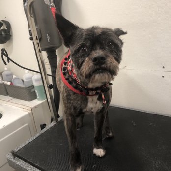 Dot's Spot Pet Grooming - Pet Groomers Near Me