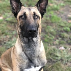 Meow, Bark and Board - Yoshi the Belgian mellonwah is under two years old and one of the most well behaved working dogs we've ever cared for!