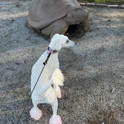 Turtle Playground - Small sculpture featuring our dog
