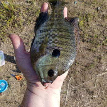 Thousand Trails Lake & Shore - 8.5" bluegill - RV Parks Near Me - Ocean View, New Jersey
