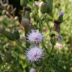 North Cove Park - Small spiky purple blooms.