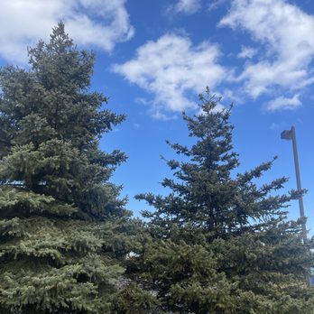 Charlton Landscaping Services - a view of a pine tree with a blue sky in the background - Landscaping Near Me Charlton Landscaping Services - a view of a pine tree with a blue sky in the background - Landscaping Near Me