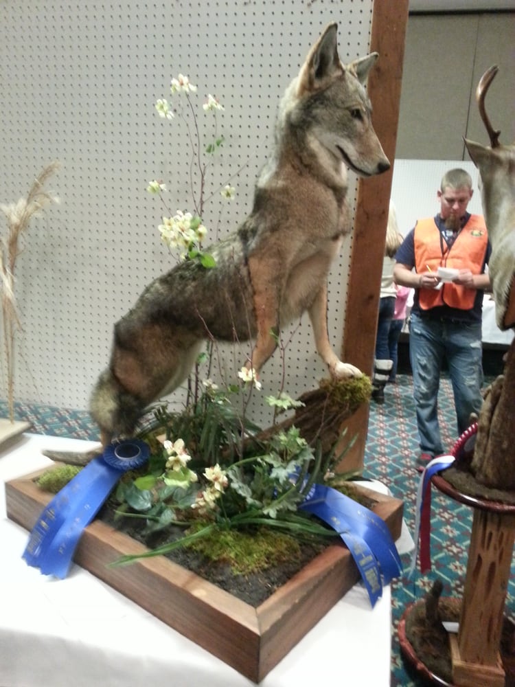 Bucks and Boars Taxidermy - taxidermy in New Smyrna Beach, FL