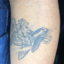 Turtle by Jorge. Turtle by Jorge.