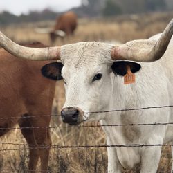 Trinity Valley Ranch - Longhorns!!
