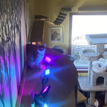 The Region Cat Cafe - cat - Themed Cafes Near Me - Merrillville, Indiana