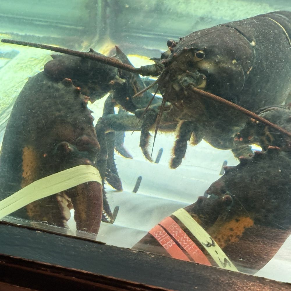 Pappadeaux Seafood Kitchen - Cajun/Creole Near Me - Westmont, Illinois