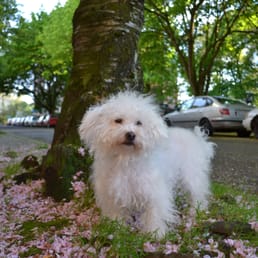 Our dog, Taco, from Barks R Us!