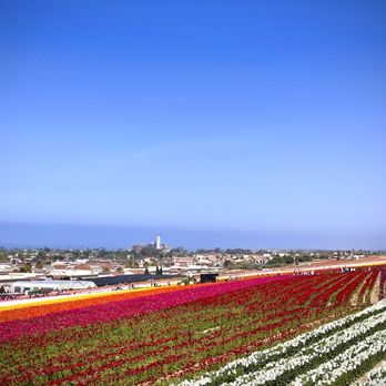 The Flower Fields - Vast flower field - Venues & Event Spaces Near Me - Carlsbad, California The Flower Fields - Vast flower field - Venues & Event Spaces Near Me - Carlsbad, California