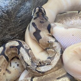 2 very neglected ball pythons 2 very neglected ball pythons