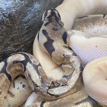 Petco - 2 very neglected ball pythons - Pet Training Near Me - Rogers, Arkansas Petco - 2 very neglected ball pythons - Pet Training Near Me - Rogers, Arkansas