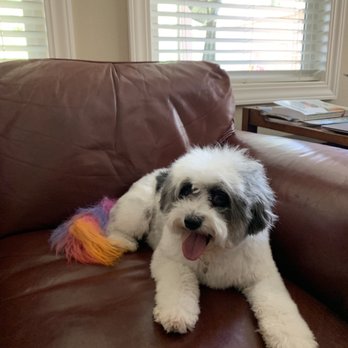 Pampered Pooch Spa & Bowtique - Pet Groomers Near Me - Murrieta, California