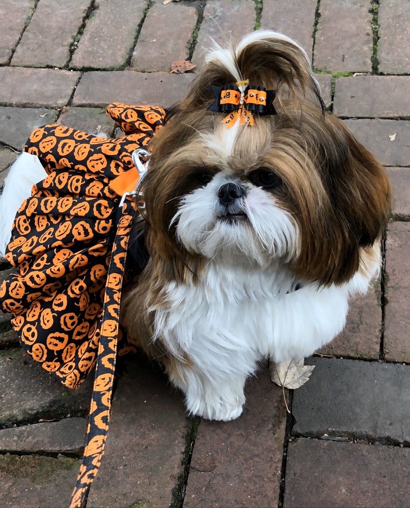 BARKING MAD GROOMING 16 Photos & 20 Reviews 104 DeKalb St