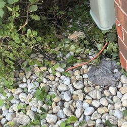 Campos Lawn Care Maintenance & Landscaping