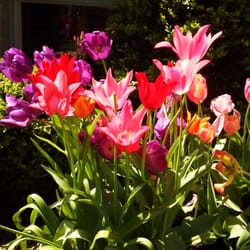 BRL Design - Sign up now for fall planting of vibrant spring bulbs!!