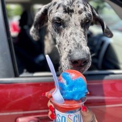 So Icy DFW - Watermelon & Blueberry regular Philly Ice. $6. Adonis approved!