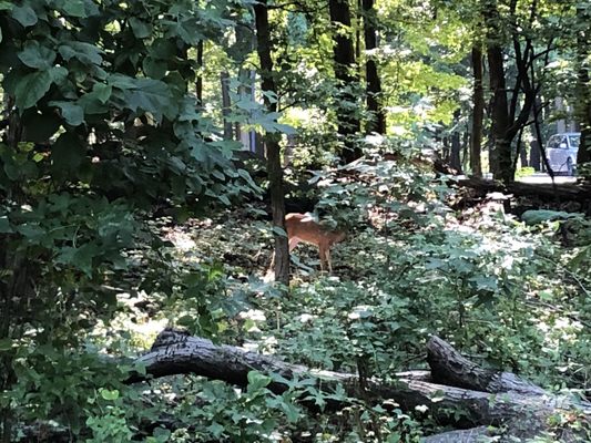 Fort Lee Historic Park, Palisades Interstate Park Commission by null