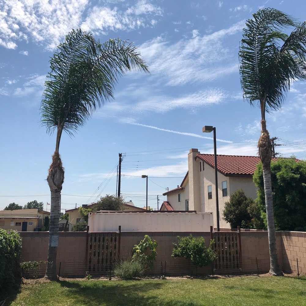 Top Unit Tree Service - AFTER - Tree Services Near Me - Norwalk, California Top Unit Tree Service - AFTER - Tree Services Near Me - Norwalk, California