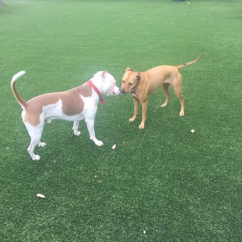 Margaret Pace Dog Park - Dog Parks Near Me - Miami, Florida