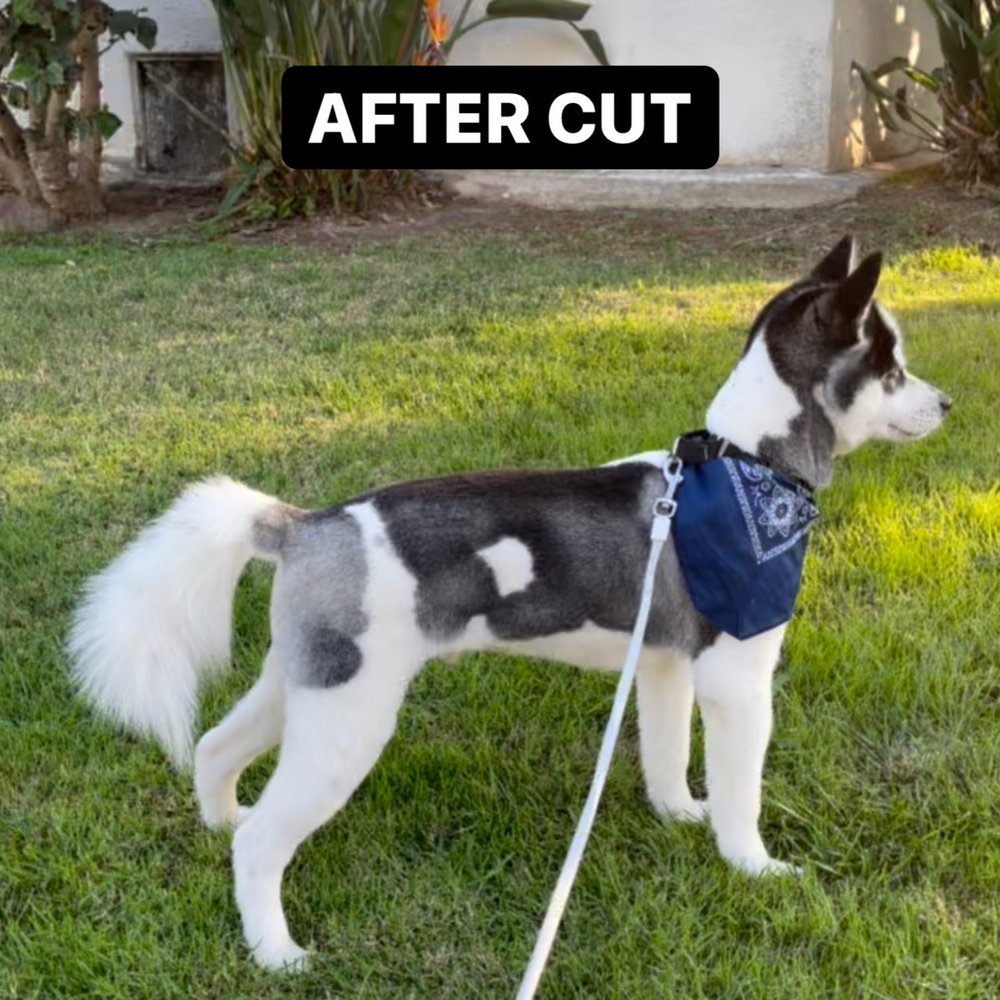 Doggy Day Spa - Shaved off guard coat - Pet Groomers Near Me - Los Angeles, California Doggy Day Spa - Shaved off guard coat - Pet Groomers Near Me - Los Angeles, California