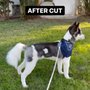 Doggy Day Spa