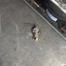 Dead rat laying beside my refrigerator Dead rat laying beside my refrigerator