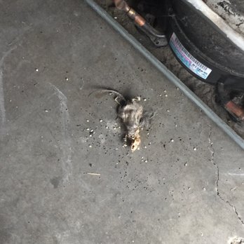 Mountain Avenue Self Storage - Dead rat laying beside my refrigerator - Self Storage Near Me - Ontario, California Mountain Avenue Self Storage - Dead rat laying beside my refrigerator - Self Storage Near Me - Ontario, California