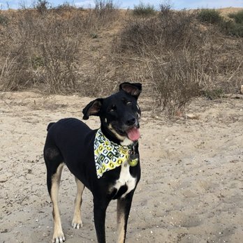 Pawcific Pet Care - Fiesta Island Fun! - Dog Walkers Near Me Pawcific Pet Care - Fiesta Island Fun! - Dog Walkers Near Me