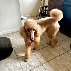 The Natural Pet